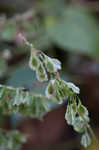 Climbing false buckwheat